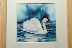 Dark-Swan