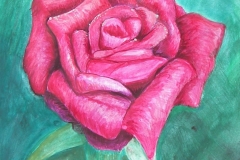 Red-Rose